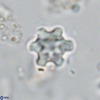 Discoaster stellimicros VR 18585