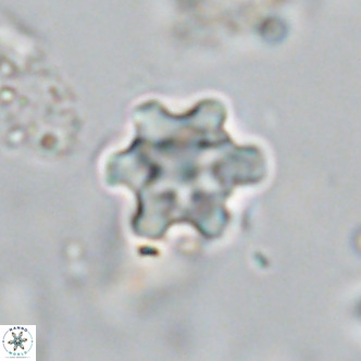 Discoaster stellimicros VR 18585