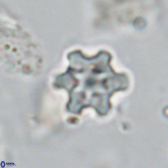 Discoaster stellimicros VR 18586