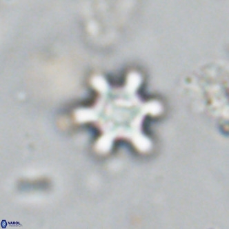 Discoaster stellimicros VR 18587