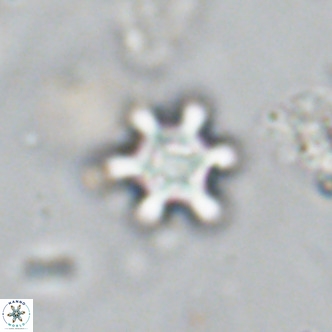 Discoaster stellimicros VR 18587