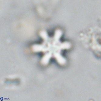 Discoaster stellimicros VR 18588