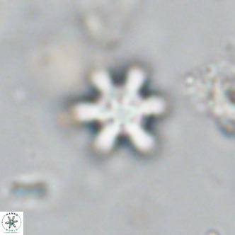 Discoaster stellimicros VR 18588