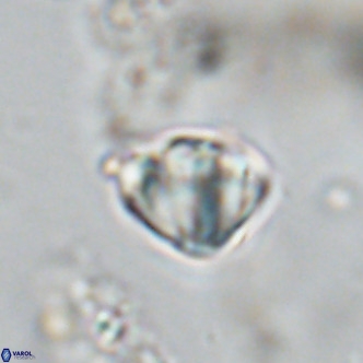 Discoaster stellimicros VR 18589