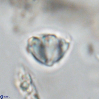 Discoaster stellimicros VR 18590