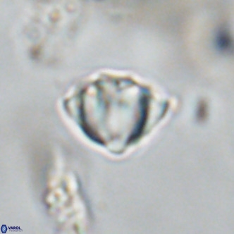 Discoaster stellimicros VR 18591