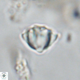 Discoaster stellimicros VR 18591