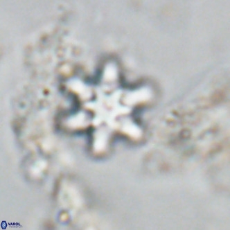 Discoaster stellimicros VR 18592