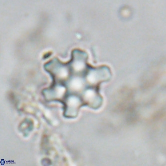 Discoaster stellimicros VR 18593