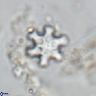 Discoaster stellimicros VR 18594