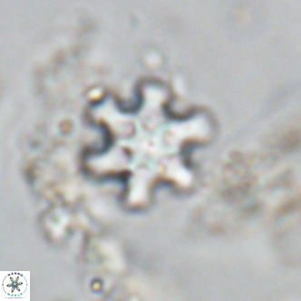 Discoaster stellimicros VR 18594