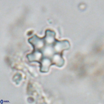 Discoaster stellimicros VR 18595