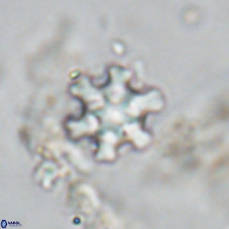 Discoaster stellimicros VR 18596