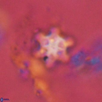 Discoaster stellimicros VR 18597