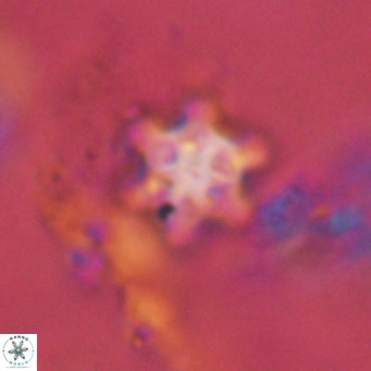 Discoaster stellimicros VR 18597