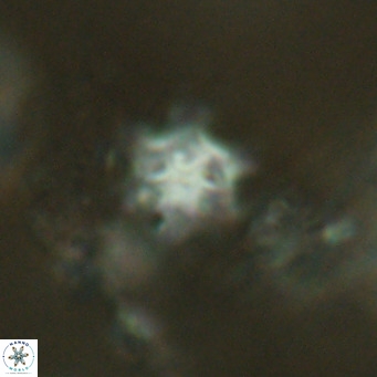 Discoaster stellimicros VR 18598