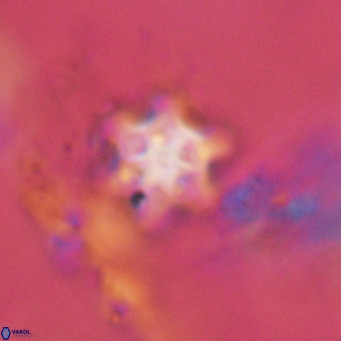 Discoaster stellimicros VR 18599