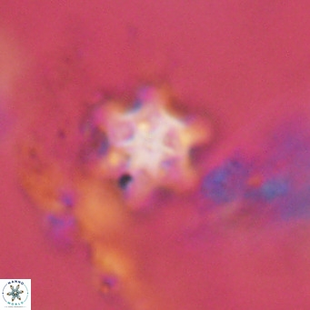 Discoaster stellimicros VR 18599