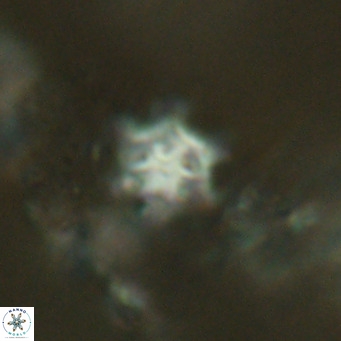 Discoaster stellimicros VR 18601
