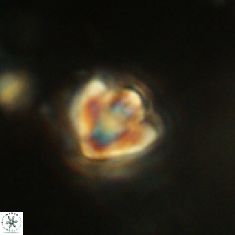 Discoaster stellimicros VR 18602