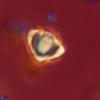 Discoaster stellimicros VR 18603