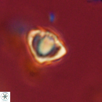 Discoaster stellimicros VR 18603