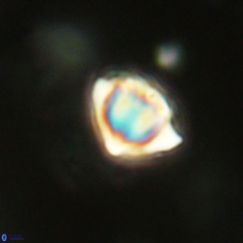 Discoaster stellimicros VR 18606