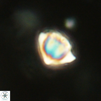 Discoaster stellimicros VR 18606