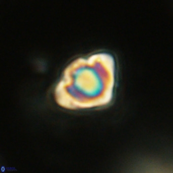 Discoaster stellimicros VR 18610