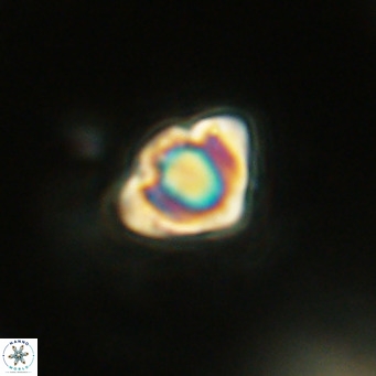 Discoaster stellimicros VR 18610