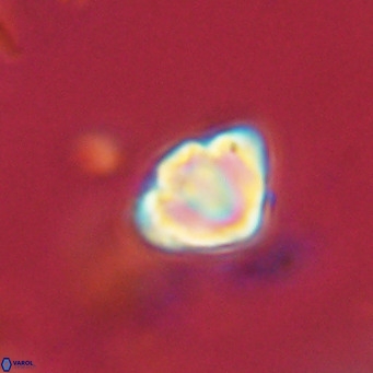 Discoaster stellimicros VR 18611