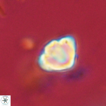 Discoaster stellimicros VR 18611