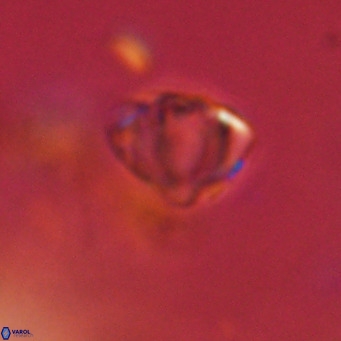 Discoaster stellimicros VR 18612