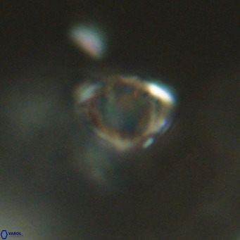 Discoaster stellimicros VR 18613