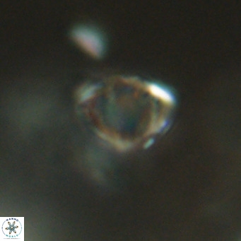 Discoaster stellimicros VR 18613
