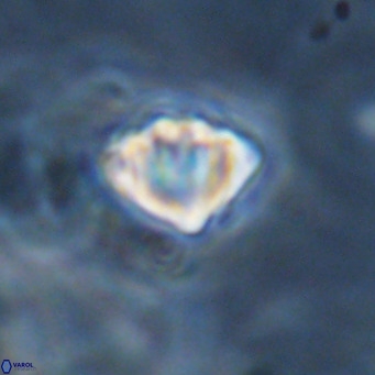 Discoaster stellimicros VR 18615