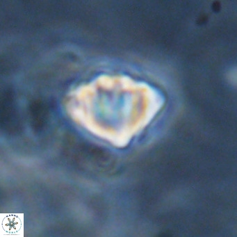 Discoaster stellimicros VR 18615
