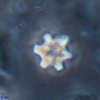 Discoaster stellimicros VR 18616