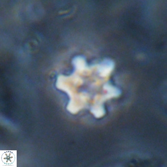 Discoaster stellimicros VR 18616