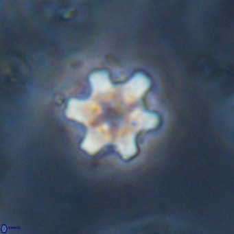 Discoaster stellimicros VR 18617