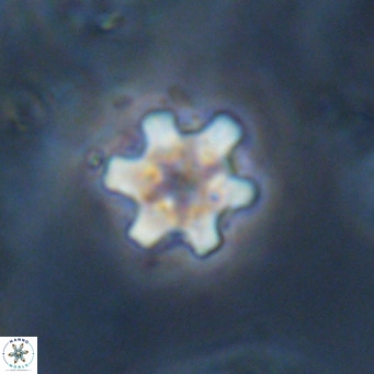 Discoaster stellimicros VR 18617
