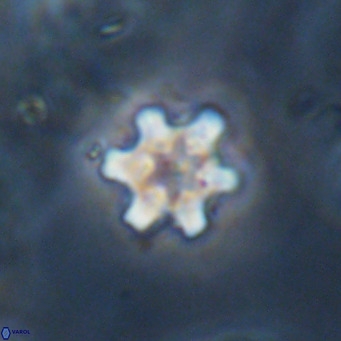 Discoaster stellimicros VR 18618