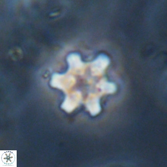 Discoaster stellimicros VR 18618