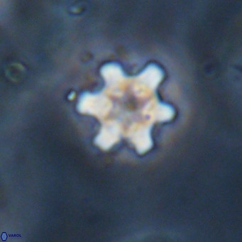 Discoaster stellimicros VR 18619