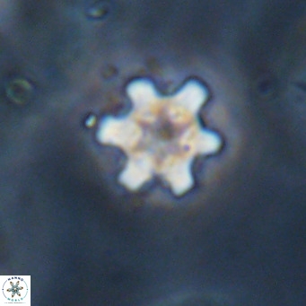 Discoaster stellimicros VR 18619