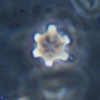 Discoaster stellimicros VR 18620