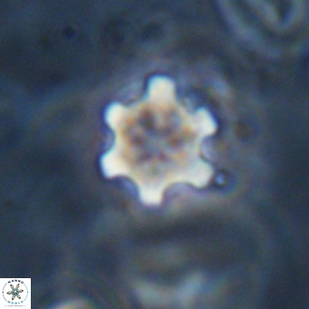 Discoaster stellimicros VR 18620