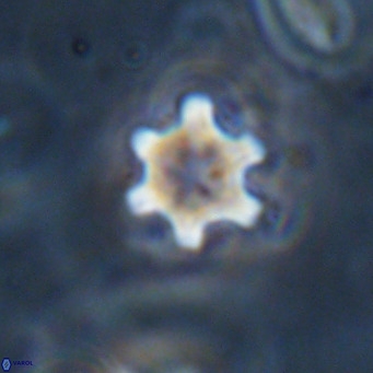 Discoaster stellimicros VR 18621