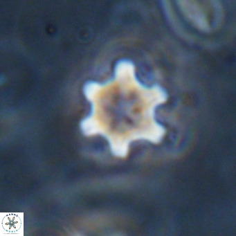Discoaster stellimicros VR 18621