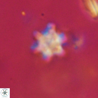 Discoaster stellimicros VR 18622